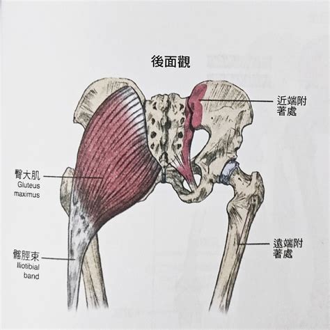 臀部曲線